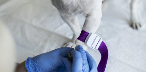 Projeto português faz apelo nacional à dádiva de sangue animal