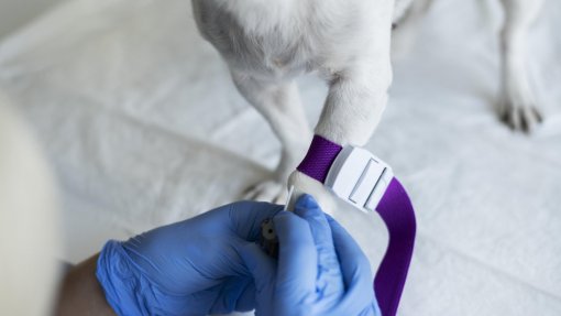 Projeto português faz apelo nacional à dádiva de sangue animal