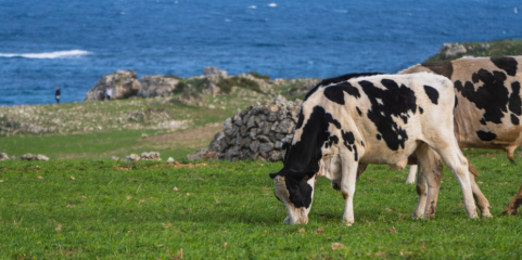 Alimentos de origem animal e água sem indicadores de poluição na Terceira - Governo Açores