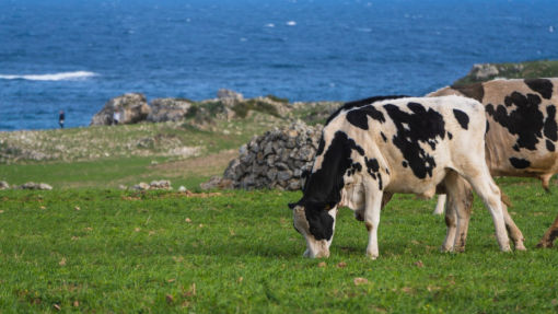 Alimentos de origem animal e água sem indicadores de poluição na Terceira - Governo Açores