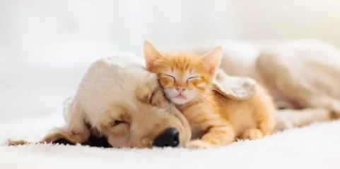 ALMODÔVAR: Campanha de esterilização de animais de companhia