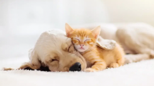 ALMODÔVAR: Campanha de esterilização de animais de companhia