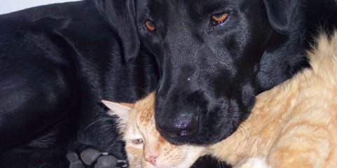 CANTANHEDE: Campanha de esterilização de animais até 31 de agosto