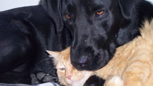 CANTANHEDE: Campanha de esterilização de animais até 31 de agosto