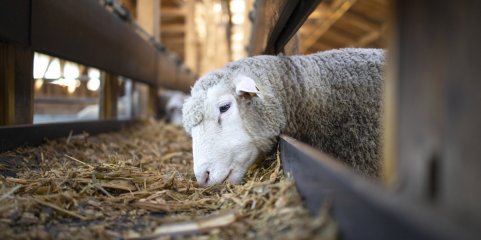 Brasil cria na Argentina reserva estratégica de antígenos contra febre aftosa