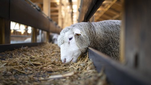 Brasil cria na Argentina reserva estratégica de antígenos contra febre aftosa