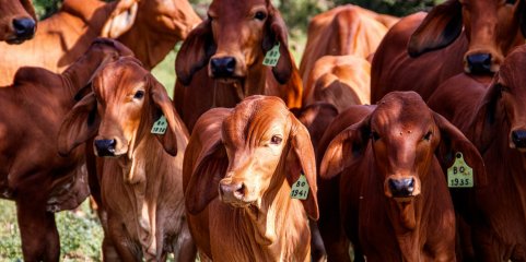 Brasil endurece tom contra UE por exigências sanitárias sobre carne