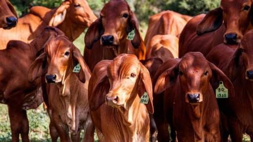 Brasil endurece tom contra UE por exigências sanitárias sobre carne