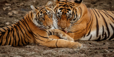 População de tigres continua a crescer no Nepal e atingiu os 429 indivíduos