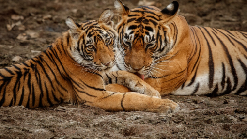 População de tigres continua a crescer no Nepal e atingiu os 429 indivíduos