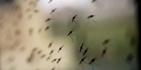 Malária matou 39 pessoas em seis meses na província moçambicana de Manica