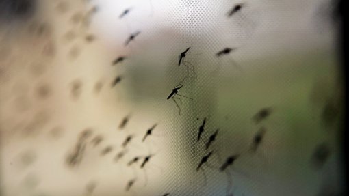 Malária matou 39 pessoas em seis meses na província moçambicana de Manica