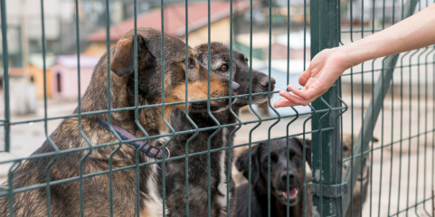 Resgate animal integrado nos planos de proteção civil a partir de sábado