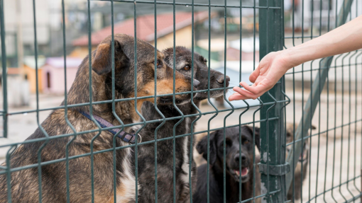 Resgate animal integrado nos planos de proteção civil a partir de sábado