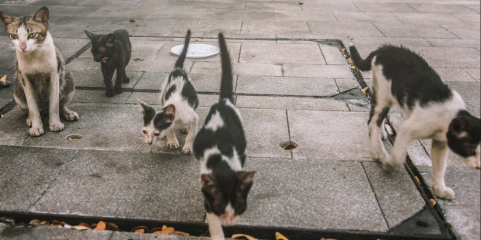 Cuidadores de gatos de rua tem níveis moderados de fadiga por compaixão - estudo