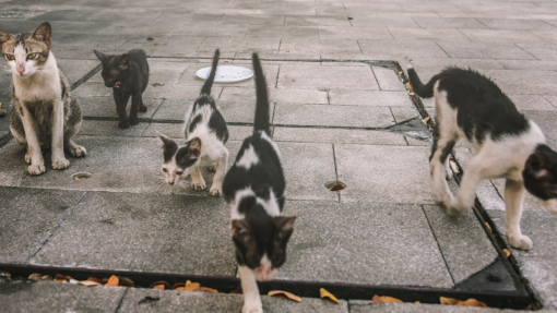 Cuidadores de gatos de rua tem níveis moderados de fadiga por compaixão - estudo