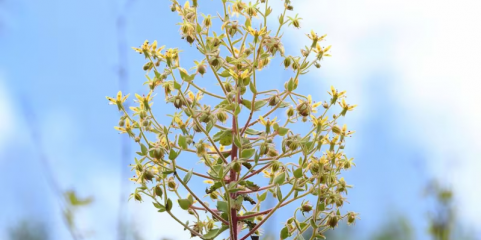 Cientistas comprovam na China tese de Charles Darwin sobre plantas carnívoras