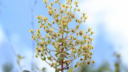 Cientistas comprovam na China tese de Charles Darwin sobre plantas carnívoras