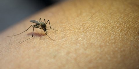 Malária matou 47 pessoas em seis meses na província moçambicana de Nampula