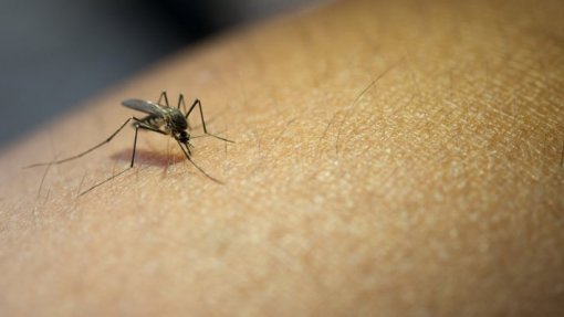 Malária matou 47 pessoas em seis meses na província moçambicana de Nampula