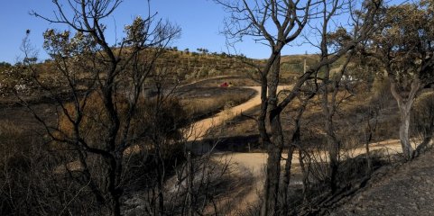 Quase todo o interior do país e Algarve em perigo máximo ou muito elevado de incêndio