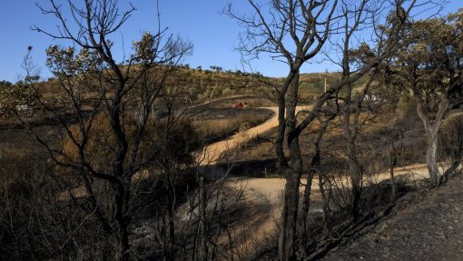 Quase todo o interior do país e Algarve em perigo máximo ou muito elevado de incêndio