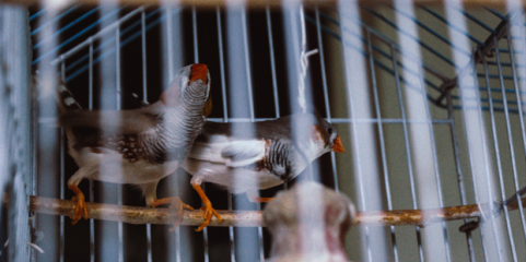 Açores proíbem caça ao pombo e feiras com aves devido à doença de Newcastle