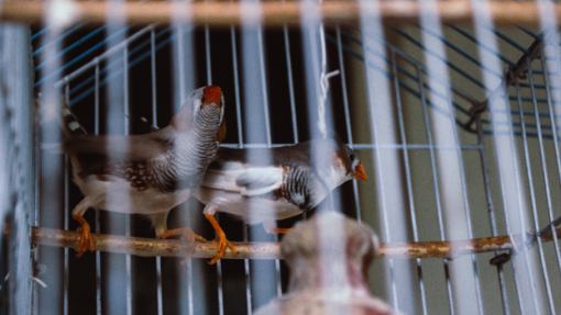 Açores proíbem caça ao pombo e feiras com aves devido à doença de Newcastle