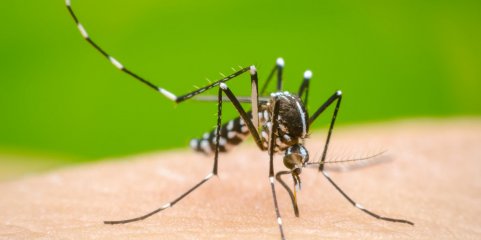 Mosquito que pode transmitir doenças como Dengue ou Zika detetado em Guimarães
