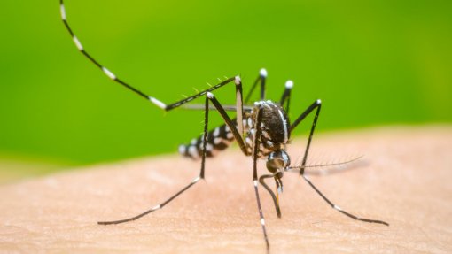 Mosquito que pode transmitir doenças como Dengue ou Zika detetado em Guimarães