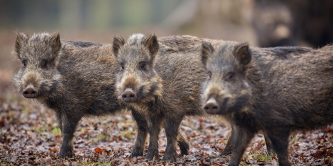 Proprietários de Sintra-Cascais pedem controlo de javalis e ICNF admite armadilhas
