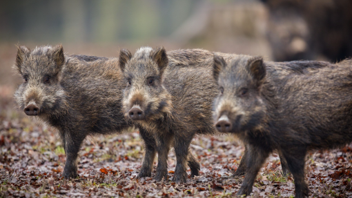 Proprietários de Sintra-Cascais pedem controlo de javalis e ICNF admite armadilhas