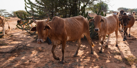 Moçambique e Essuatíni reforçam cooperação no combate à febre aftosa