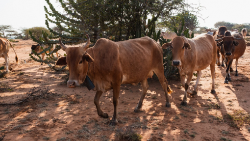 Moçambique e Essuatíni reforçam cooperação no combate à febre aftosa
