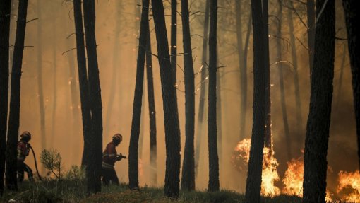 Sete concelhos de Bragança, Castelo Branco e Guarda em perigo máximo de incêndio
