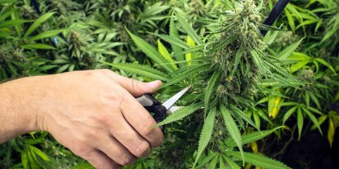 Exportação de canábis para fins medicinais já ultrapassou 66 toneladas este ano