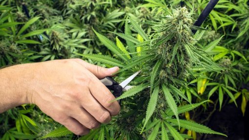 Exportação de canábis para fins medicinais já ultrapassou 66 toneladas este ano