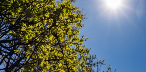 Calor: Dados provisórios apontam mais de 30 mil mortes em excesso na Europa