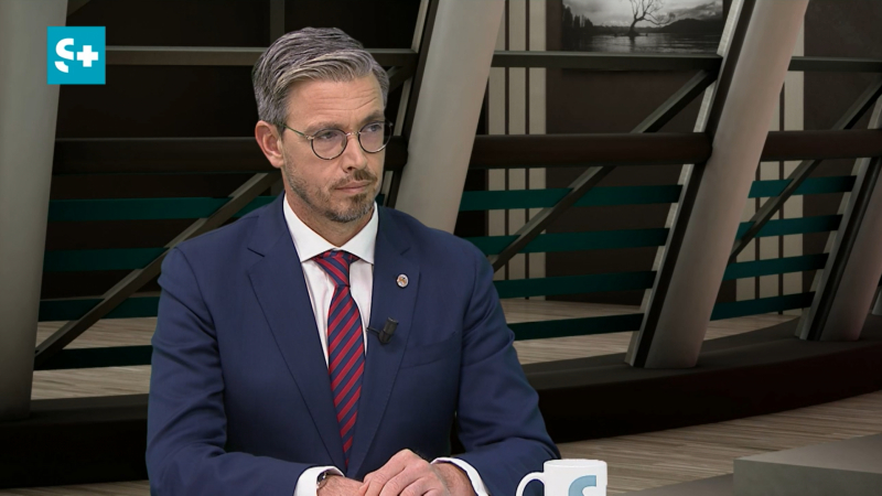 Veterinários e associações defendem mais investimento na esterilização de animais