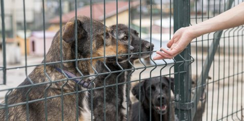 Fim do abate era necessário mas capacidade dos canis é insuficiente - associação de Benavente