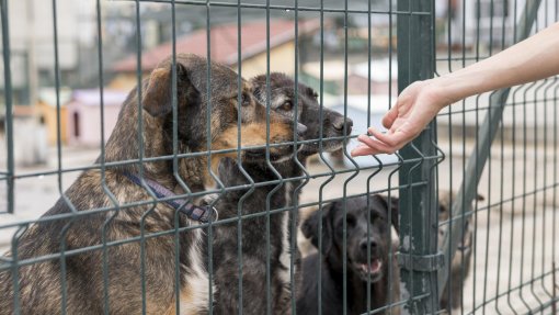 Fim do abate era necessário mas capacidade dos canis é insuficiente - associação de Benavente