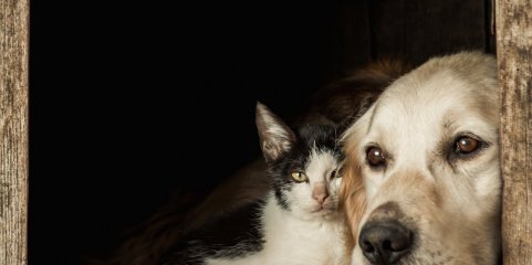 Centro de Proença-a-Nova resolve problema de cães mas situação de gatos na rua é difícil
