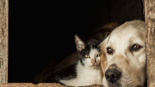 Centro de Proença-a-Nova resolve problema de cães mas situação de gatos na rua é difícil