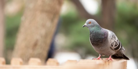 Doença de Newcastle identificada em aves mortas de seis ilhas dos Açores