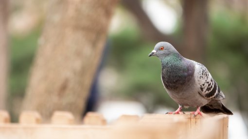 Doença de Newcastle identificada em aves mortas de seis ilhas dos Açores