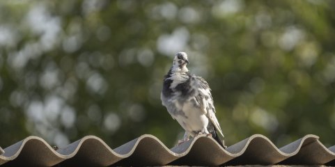 Doença de Newcastle em aves de duas ilhas dos Açores – Autoridade Veterinária