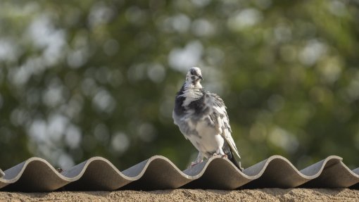 Doença de Newcastle em aves de duas ilhas dos Açores – Autoridade Veterinária