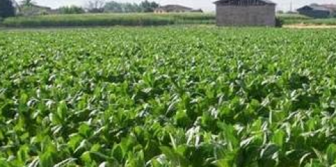 OMS alerta para riscos face ao aumento da produção da folha de tabaco em África