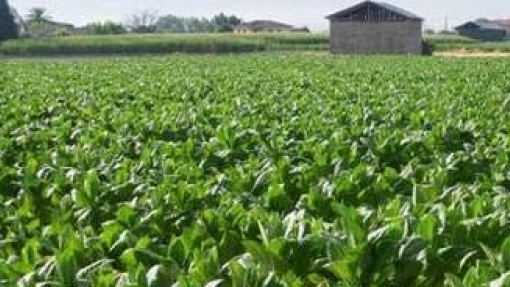 OMS alerta para riscos face ao aumento da produção da folha de tabaco em África