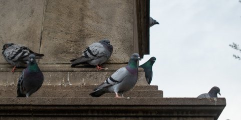 Doença de Newcastle confirmada em aves selvagens de quatro ilhas dos Açores